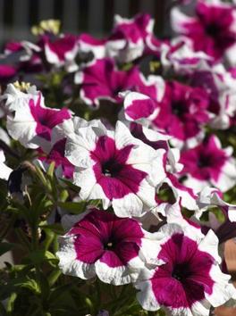 Petunia (Sanguna): The flowers give a testimony of the boundless beauty of the city with its myriad colours adorning the landscape. (Sanjeev Sharma/HT)