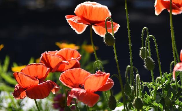 Poppy flowers at Round about sector 24 in Chandigarh. As the cold winter days pave way for balmy spring, the city drapes itself in warm hues. (Sanjeev Sharma/HT )