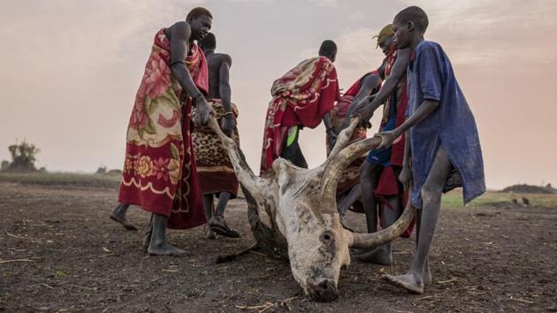 Sudanese Dinka tribals drag away a dead cow, poisoned by a scorpion bite, in the early morning at their cattle camp in Mingkaman, South Sudan. (Stefanie Glinski / AFP) Sudanese Dinka tribals drag away a dead cow, poisoned by a scorpion bite, in the early morning at their cattle camp in Mingkaman, South Sudan. (Stefanie Glinski / AFP)