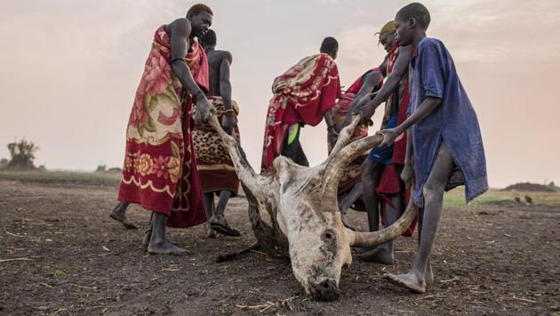 Sudanese Dinka men drag away a dead cow, poisoned by a scorpion bite. When camp is moved is search of water of pastures, the DInka leave behind all extra weight and move ahead carrying their entire wealth in material possessions.  (Stefanie Glinski / AFP) 