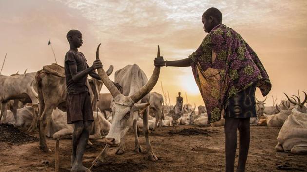 The following day, ash from the same fires is rubbed by the Dinka over themselves and their animals in beautification and protection. Men powder their hair with ash to lighten it after it has been bleached with cow urine over time. Early explorers described the ashen Dinka as ghostly giants. (Stefanie Glinski / AFP) 