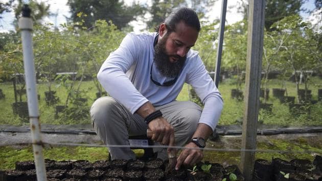 Manuel Sepulveda, a nursery management coordinator with Para la Naturaleza, a non-profit organization, transplants several small native oak tree seedlings.(AP)