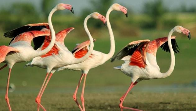 The greater flamingo is the most widespread species of the flamingo family. (HT PHOTO) The greater flamingo is the most widespread species of the flamingo family. (HT PHOTO)