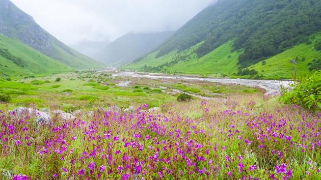 Valley of Flowers, Uttarakhand, is covered in a thick blanket of snow in winter, but the melting waters and warmer weather of August bring the valley into bloom. (Shutterstock) Valley of Flowers, Uttarakhand, is covered in a thick blanket of snow in winter, but the melting waters and warmer weather of August bring the valley into bloom. (Shutterstock)