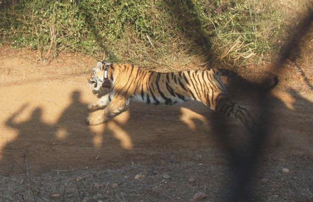 The Sariska Tiger Reserve in Rajasthan has now 14 big cats – nine female and five male.(HT File Photo) The Sariska Tiger Reserve in Rajasthan has now 14 big cats – nine female and five male.(HT File Photo)