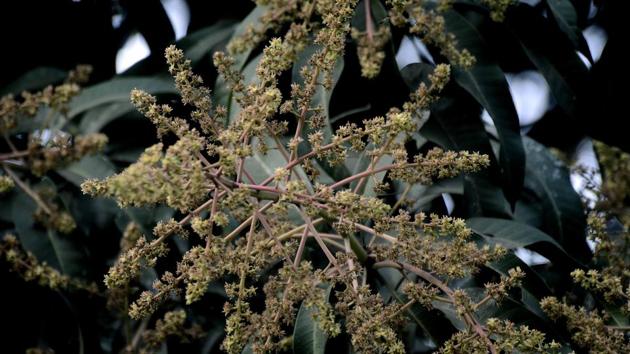 The delay in flowering of mango trees in Konkan area due to cyclone Ockhi may hit production of mango this summer. (HT PHOTO) The delay in flowering of mango trees in Konkan area due to cyclone Ockhi may hit production of mango this summer. (HT PHOTO)