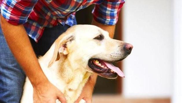 While previous research suggested that female students benefit from therapy dog sessions more than male students, the researchers found the benefits were equally distributed across both genders in this study.(Shutterstock)