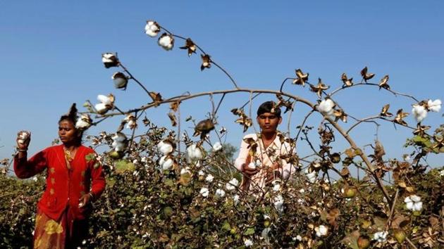 Farmers buy GM cotton seeds from Indian seedmakers who pay to use Monsanto’s proprietary technology to produce them.(Reuters File)