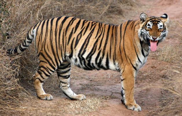 Tigress ST-5 that went missing since February 24 from the Sariska Tiger Reserve in Rajasthan. (HT File Photo.) Tigress ST-5 that went missing since February 24 from the Sariska Tiger Reserve in Rajasthan. (HT File Photo.)