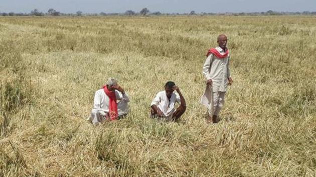 At present, farmers get fertilisers on subsidised rate, as the subsidy is transferred to companies based on the fertiliser dealers uploading the details of fertiliser sale on website.(HT FILE PHOTO)