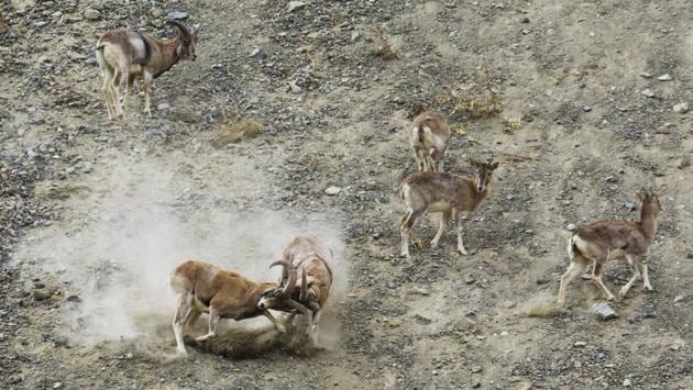 Urials are also common in the valley, especially near Saspochey. From being on the verge of extinction a few decades ago, when barely a hundred grazed on the banks of the Indus and Shyok rivers in the cold desert region of Ladakh, the numbers have risen. (Pratik Chorge / HT Photo) 