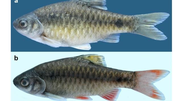 New fish species identified in Manipur's Challou River | Latest News India  - Hindustan Times