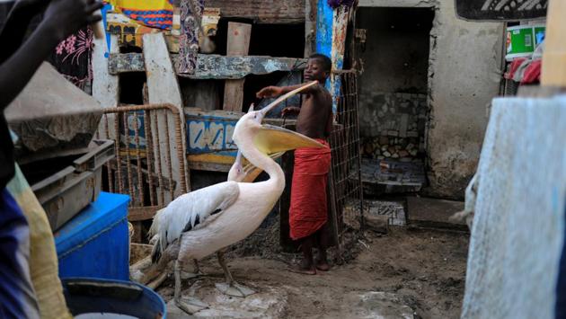 A boy plays with pelicans in Yoff, commune of Dakar, Senegal. (Zohra Bensemra / REUTERS) A boy plays with pelicans in Yoff, commune of Dakar, Senegal. (Zohra Bensemra / REUTERS)