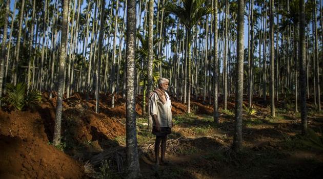 A farmer observes soil being unloaded at an areca nut farm in the village of Kuragunda in Karnataka on March 8, 2018. Encouraged by relatively good rains, better prices for crops and a state government subsidy, the inhabitants of Kuragunda are enjoying early signs of a recovery in the agricultural sector. If sustained, it could mean a turnaround from years of distress since Prime Minister Narendra Modi came to power in 2014 and bolster his re-election chances next year. (Prashanth Vishwanathan / Bloomberg) A farmer observes soil being unloaded at an areca nut farm in the village of Kuragunda in Karnataka on March 8, 2018. Encouraged by relatively good rains, better prices for crops and a state government subsidy, the inhabitants of Kuragunda are enjoying early signs of a recovery in the agricultural sector. If sustained, it could mean a turnaround from years of distress since Prime Minister Narendra Modi came to power in 2014 and bolster his re-election chances next year. (Prashanth Vishwanathan / Bloomberg)