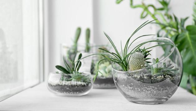 Terrariums are easy to make and are very low-maintenance. (Shutterstock) Terrariums are easy to make and are very low-maintenance. (Shutterstock)