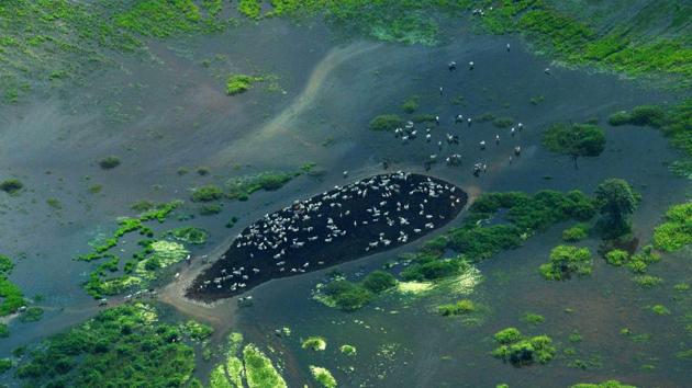 An aerial view of grazing cattle at the Pantanal wetlands in Mato Grosso state, Brazil. The Pantanal is the largest wetland on the planet located in Brazil, Bolivia and Paraguay spanning across 65,600 square miles of area and is home to more than 4,000 species of plants and animals. But with industrialized agriculture encroaching deeper and deeper into former wilderness, that fragile water network nestled between Brazil, Paraguay and Bolivia is now under serious threat. (Carl De Souza / AFP)