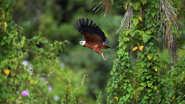 A black-collared hawk (Busarellus nigricollis) is pictured in flight at the Pantanal wetlands. Some of the Pantanal’s most lively inhabitants include jaguars, giant anteaters, piranha, howler and capuchin monkeys, and green anacondas—the world’s largest snakes, which prowl swamps and lazy rivers in search of wild pigs, deer, and other prey. (Carl De Souza / AFP)