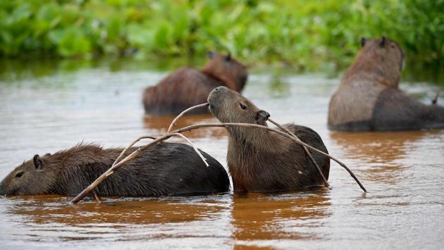 A family of Capybaras (Hydrochoerus hydrochaeris) is pictured at the wetlands. (Carl De Souza / AFP)