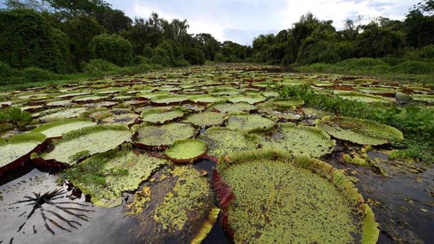 View of an area covered by Lily pads (Nymphaeaceae) at the Pantanal wetlands. (Carl De Souza / AFP)