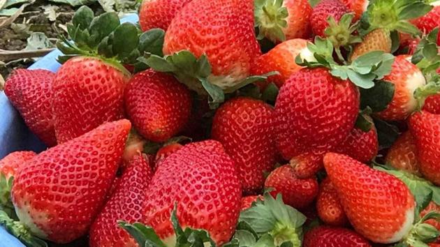 A batch of freshly harvested strawberries in Mahabaleshwar currently costs between Rs 100- Rs 110 per kg. (HT PHOTO) A batch of freshly harvested strawberries in Mahabaleshwar currently costs between Rs 100- Rs 110 per kg. (HT PHOTO)