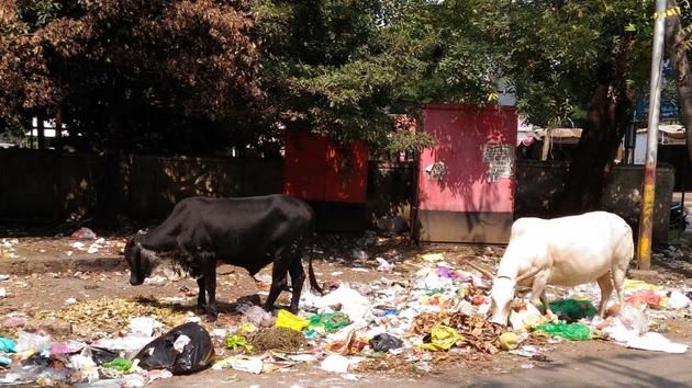 Abandoned cows feeding on garbage have been known to swallow plastic bags in large quantities. (HT PHOTO) Abandoned cows feeding on garbage have been known to swallow plastic bags in large quantities. (HT PHOTO)