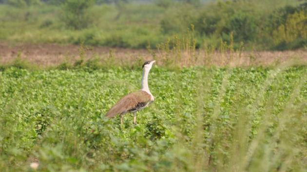 The Sorsan grassland and forest area has lost its identity as the habitat of Great Indian Bustards. (HT File Photo) The Sorsan grassland and forest area has lost its identity as the habitat of Great Indian Bustards. (HT File Photo)