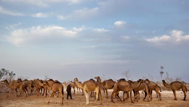 Ali El Guran checks his camels as they return back to camp after grazing all day in the open fields of the Israeli Kibbutz Kalya, near the Dead Sea. Each winter, camels lope around the moon-like desert landscape of the lowest place on Earth under the watchful eyes of their Bedouin Arab herders, in an ancient tradition passed from father to son over the generations. (Oded Balilty / AP) Ali El Guran checks his camels as they return back to camp after grazing all day in the open fields of the Israeli Kibbutz Kalya, near the Dead Sea. Each winter, camels lope around the moon-like desert landscape of the lowest place on Earth under the watchful eyes of their Bedouin Arab herders, in an ancient tradition passed from father to son over the generations. (Oded Balilty / AP)