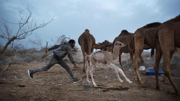 Muhammed Zarlul chases a newborn camel as they turn back to camp after grazing all day in the open fields near the Dead Sea. The herders speak to the camels in a special language, directing them where to graze. (Oded Balilty / AP) Muhammed Zarlul chases a newborn camel as they turn back to camp after grazing all day in the open fields near the Dead Sea. The herders speak to the camels in a special language, directing them where to graze. (Oded Balilty / AP)