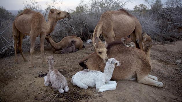 Ali El Guran brings his herd of more than 100 camels from southern Israel to the Dead Sea every November to pasture. It’s also birthing season, and this year 30 of El Guran’s camels are pregnant. (Oded Balilty / AP) Ali El Guran brings his herd of more than 100 camels from southern Israel to the Dead Sea every November to pasture. It’s also birthing season, and this year 30 of El Guran’s camels are pregnant. (Oded Balilty / AP)