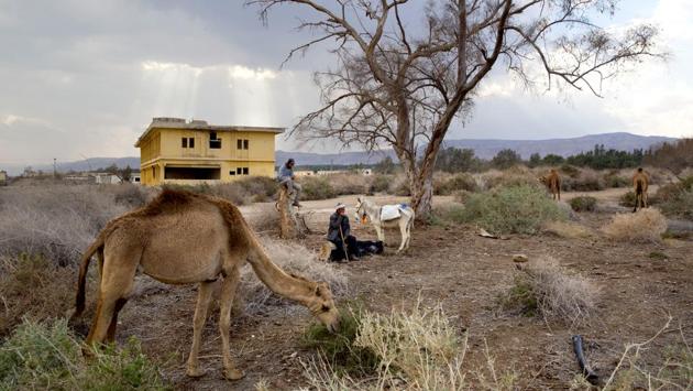 Herders Muhammed Zarlul (L) and Salem Rashaideh, rest as the camels graze. Bedouin lifestyles have changed dramatically in the last few decades, with many leaving traditional nomadic ways to settle in towns of southern Israel, trading their camels for pickup trucks and living off tourists instead of goat herds. (Oded Balilty / AP) Herders Muhammed Zarlul (L) and Salem Rashaideh, rest as the camels graze. Bedouin lifestyles have changed dramatically in the last few decades, with many leaving traditional nomadic ways to settle in towns of southern Israel, trading their camels for pickup trucks and living off tourists instead of goat herds. (Oded Balilty / AP)