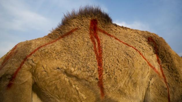 The pregnant camels are marked with red spray paint. When it’s time to give birth, the mother camels separate themselves from the herd, sometimes walking several miles to find a private spot. Herders later find them standing guard over the newborns, protecting them from wolves and jackals -- the main predators in the area. (Oded Balilty / AP) The pregnant camels are marked with red spray paint. When it’s time to give birth, the mother camels separate themselves from the herd, sometimes walking several miles to find a private spot. Herders later find them standing guard over the newborns, protecting them from wolves and jackals -- the main predators in the area. (Oded Balilty / AP)