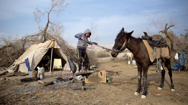 Young Beduin Majed Zarlul who joins his father for camel herding during weekends tries to get on his mule at the night camp. El Guran and the others use the time to bond with their sons who have come with them to the pastures, away from the distractions of the contemporary world. (Oded Balilty / AP) Young Beduin Majed Zarlul who joins his father for camel herding during weekends tries to get on his mule at the night camp. El Guran and the others use the time to bond with their sons who have come with them to the pastures, away from the distractions of the contemporary world. (Oded Balilty / AP)