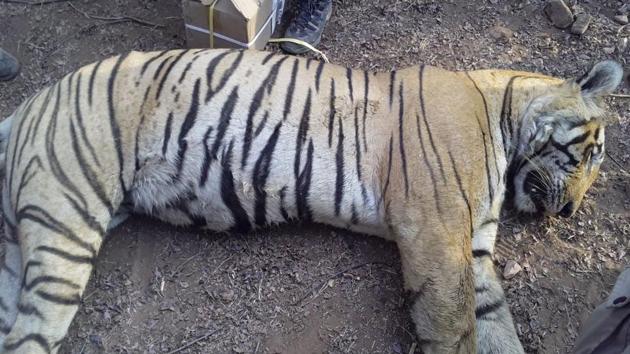 The tiger which died at the Ranthambore Tiger Reserve. (HT Photo) The tiger which died at the Ranthambore Tiger Reserve. (HT Photo)