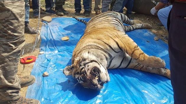 Sariska tiger ST-11 was found dead in a field in Kalamedha village of Indok forest area. (HT Photo) Sariska tiger ST-11 was found dead in a field in Kalamedha village of Indok forest area. (HT Photo)