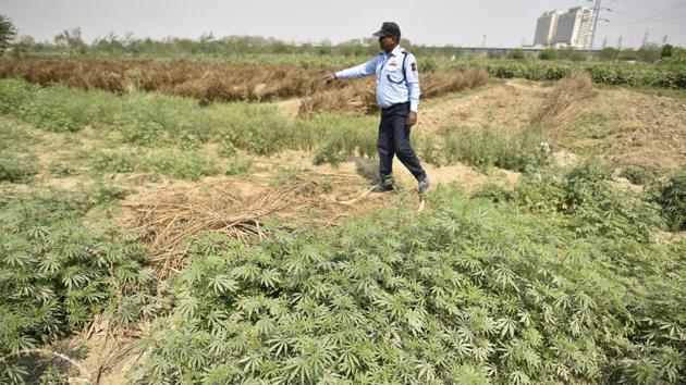 Cannabis farming is also among activities prevalent along the Yamuna. The DDA claims more than 250 cases of illegal activities have been detected and brought to police notice over the past six months. But police authorities say either no cases have been received recently or the few that were have been challaned and forwarded. (Sanchit Khanna / HT Photo) Cannabis farming is also among activities prevalent along the Yamuna. The DDA claims more than 250 cases of illegal activities have been detected and brought to police notice over the past six months. But police authorities say either no cases have been received recently or the few that were have been challaned and forwarded. (Sanchit Khanna / HT Photo)
