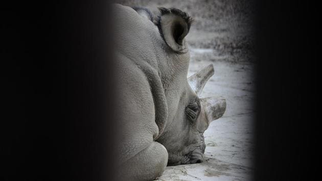Sudan, sits in front of a transport box in a zoo in Dvur Kralove, Czech Republic. He had previously lived at the Dver Kralove Zoo before being transported to Ol Pejeta Conservancy, where he lived with the last two females of the same species, 27-year-old Najin and 17-year-old Fatu. (Michal Cizek / AFP File) Sudan, sits in front of a transport box in a zoo in Dvur Kralove, Czech Republic. He had previously lived at the Dver Kralove Zoo before being transported to Ol Pejeta Conservancy, where he lived with the last two females of the same species, 27-year-old Najin and 17-year-old Fatu. (Michal Cizek / AFP File)