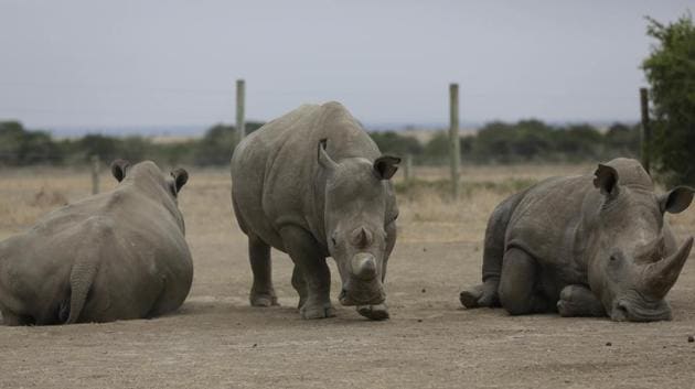Fatu (C), and Najin (L), the only female northern white rhinos left in the world, graze at the Ol Pejeta Conservancy. After all attempts at getting him to mate naturally failed, conservationists last year put Sudan on dating app Tinder, hoping to raise enough money to pay for a $9 million fertility treatment. (Sunday Alamba / AP) Fatu (C), and Najin (L), the only female northern white rhinos left in the world, graze at the Ol Pejeta Conservancy. After all attempts at getting him to mate naturally failed, conservationists last year put Sudan on dating app Tinder, hoping to raise enough money to pay for a $9 million fertility treatment. (Sunday Alamba / AP)
