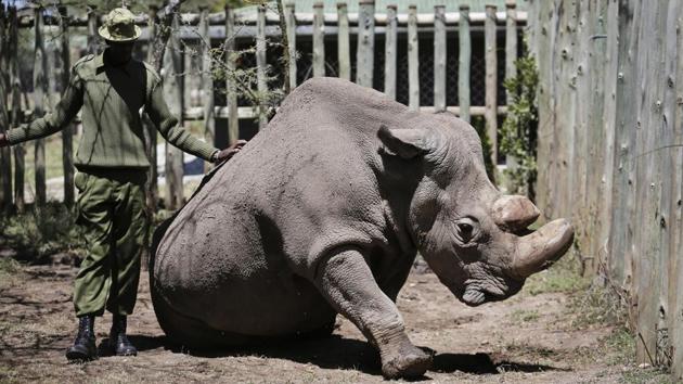 A ranger takes care of Sudan at the Ol Pejeta Conservancy. Poachers can sell northern white rhino horns for $50,000 per kilo, making them more valuable than gold. Kenya had 20,000 rhinos in the 1970s, falling to 400 in the 1990s. It now has 650, almost all of which are black rhinos. (AP File) A ranger takes care of Sudan at the Ol Pejeta Conservancy. Poachers can sell northern white rhino horns for $50,000 per kilo, making them more valuable than gold. Kenya had 20,000 rhinos in the 1970s, falling to 400 in the 1990s. It now has 650, almost all of which are black rhinos. (AP File)