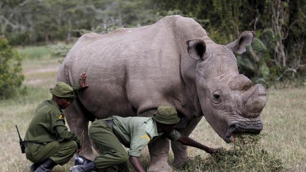 Wardens assist the last surviving male northern white rhino named 'Sudan' as it grazes at the Ol Pejeta Conservancy in Laikipia national park, Kenya June 14, 2015.(REUTERS File Photo)