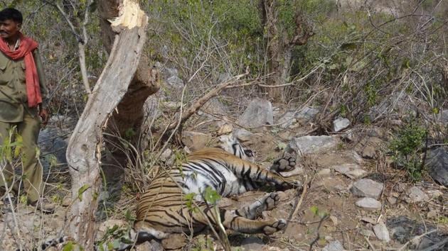 A tiger had died at Sariska on Monday.(HT Photo)