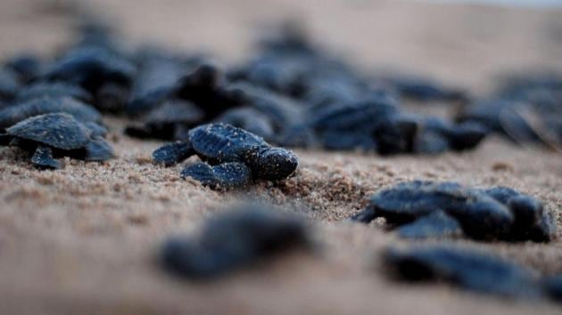 Newly-hatched Olive ridley turtles make their way to the ocean. However, the relationship between fishermen and turtles has not always been harmonious. In 1997, the coastal regions off Odisha were declared a marine wildlife sanctuary and fishing was barred in shallow waters for more than half the year -- slashing incomes for communities dependent on the waters. (AFP) Newly-hatched Olive ridley turtles make their way to the ocean. However, the relationship between fishermen and turtles has not always been harmonious. In 1997, the coastal regions off Odisha were declared a marine wildlife sanctuary and fishing was barred in shallow waters for more than half the year -- slashing incomes for communities dependent on the waters. (AFP)