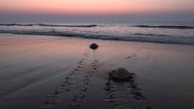 The locals are motivated by the belief that safe passage for turtles to sea is crucial for the survival of the species. These turtles spend their entire lives in the ocean, and migrate vast expanses between feeding and mating grounds in the course of a year. Ultimately, conservation efforts have succeeded in Odisha in large part due to this special relationship between turtles and locals. (Asit Kumar / AFP) The locals are motivated by the belief that safe passage for turtles to sea is crucial for the survival of the species. These turtles spend their entire lives in the ocean, and migrate vast expanses between feeding and mating grounds in the course of a year. Ultimately, conservation efforts have succeeded in Odisha in large part due to this special relationship between turtles and locals. (Asit Kumar / AFP)