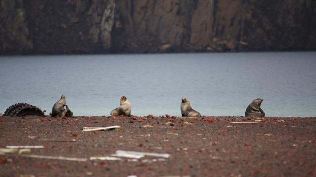 Seals are seen on Deception Island, which is the caldera of an active volcano in Antarctica. Humans use krill in Omega-3 tablets and in pet food. Greenpeace is asking all krill fishing vessels not to fish in any area in the Antarctic being proposed for protection. (Alexandre Meneghini / REUTERS) Seals are seen on Deception Island, which is the caldera of an active volcano in Antarctica. Humans use krill in Omega-3 tablets and in pet food. Greenpeace is asking all krill fishing vessels not to fish in any area in the Antarctic being proposed for protection. (Alexandre Meneghini / REUTERS)