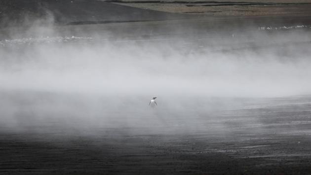 A penguin walks through the geothermal fog on Deception Island in Antarctica. Contrary to what some may think, the Antarctic is full of life. Penguins, seabirds, and different species of seals and whales can be seen at all times. (Alexandre Meneghini / REUTERS) A penguin walks through the geothermal fog on Deception Island in Antarctica. Contrary to what some may think, the Antarctic is full of life. Penguins, seabirds, and different species of seals and whales can be seen at all times. (Alexandre Meneghini / REUTERS)