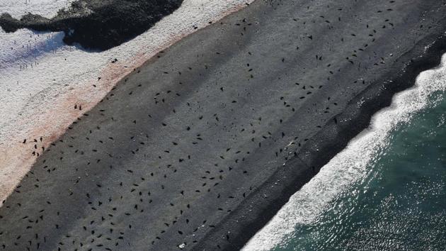 Seals lie on a beach in Half Moon Bay. Taking to the air when the weather allows reveals landscapes that Meneghini says, images do not do justice to unless seen first hand. (Alexandre Meneghini / REUTERS) Seals lie on a beach in Half Moon Bay. Taking to the air when the weather allows reveals landscapes that Meneghini says, images do not do justice to unless seen first hand. (Alexandre Meneghini / REUTERS)