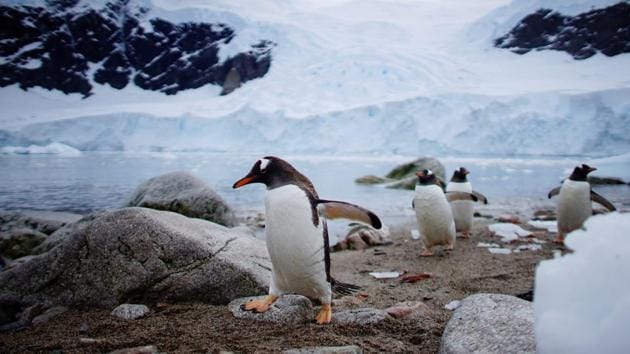 Penguins come ashore in Neko Harbour, Antarctica. Journeying aboard the icebreaker Arctic Sunrise, a Greenpeace ship that began its course off Puntas Arenas in Chile, Reuters photographer Alexandre Meneghini documented the Antarctic peninsula on a Greenpeace mission to raise awareness of, and support for, a European Union proposal to create the biggest protected area on Earth in Antarctica. (Alexandre Meneghini / REUTERS) Penguins come ashore in Neko Harbour, Antarctica. Journeying aboard the icebreaker Arctic Sunrise, a Greenpeace ship that began its course off Puntas Arenas in Chile, Reuters photographer Alexandre Meneghini documented the Antarctic peninsula on a Greenpeace mission to raise awareness of, and support for, a European Union proposal to create the biggest protected area on Earth in Antarctica. (Alexandre Meneghini / REUTERS)