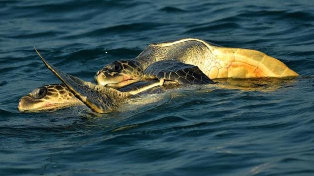 Though found in abundance, Olive ridley numbers have been declining over recent years and have been recognized as vulnerable on the International Union for Conservation of Nature (IUCN) Red list. These turtles, along with their cousins -- the Kemps ridley, are best known for their unique mass nesting called ‘Arribada’. As per the World Wildlife Fund, the coast of Orissa is their largest nesting site. (Asit Kumar / AFP) Though found in abundance, Olive ridley numbers have been declining over recent years and have been recognized as vulnerable on the International Union for Conservation of Nature (IUCN) Red list. These turtles, along with their cousins -- the Kemps ridley, are best known for their unique mass nesting called ‘Arribada’. As per the World Wildlife Fund, the coast of Orissa is their largest nesting site. (Asit Kumar / AFP)