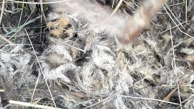 The decomposed leopard skin that was recovered from one of the pits. (HT Photo) The decomposed leopard skin that was recovered from one of the pits. (HT Photo)