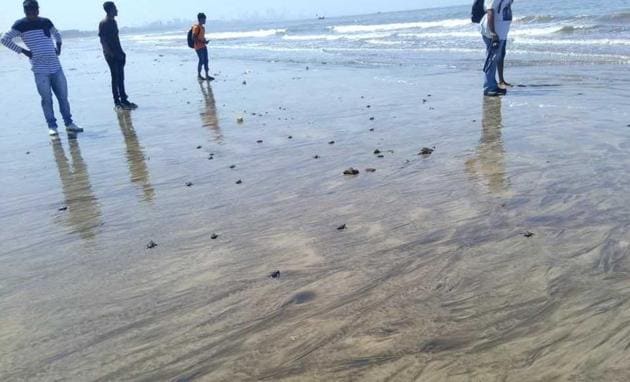 At least 80 healthy baby turtles were spotted on Versova beach on Thursday morning.(Photo courtesy: Afroz Shah)