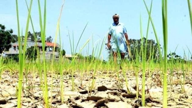 India defines average, or normal, rainfall as between 96% and 104% of a 50-year average of 89 cm for the entire four-month season. El Nino, a warming of ocean surface temperatures in the eastern and central Pacific that typically occurs every few years, is linked to crop damage, fires and flash floods.(File Photo)